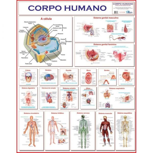 MAPA MULTIMAPAS CORPO HUMANO