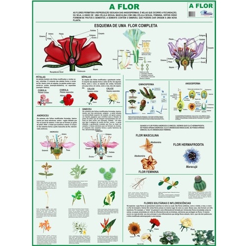 Mapa Periódico A Flor 90X120Cm Multimapas 4235